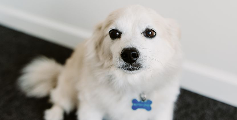 Butter_the_office_dog_at_Store_In_A_Wink-20261021-163414.jpg